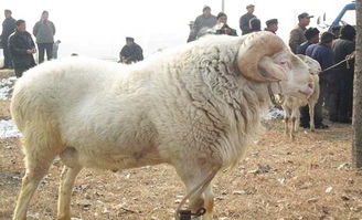 优质种公羊的选择与利用 畜类 养殖业 实用技术 科普中国实用技术助你成才
