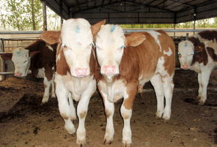 山东福祥牧业常年供应种牛 种羊 肉牛 肉羊 肉驴供应商
