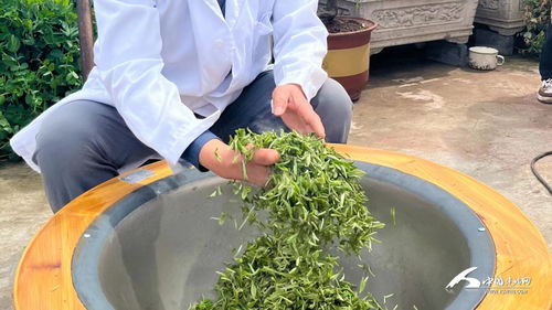 四代茶农传承制茶技艺 带动一方茶业兴旺